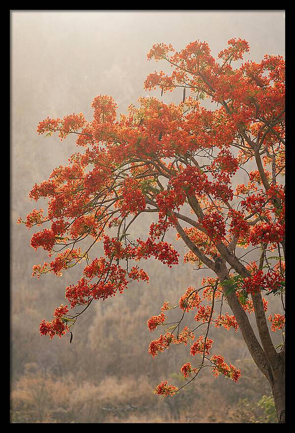 Flame Tree In Scarlet Bloom