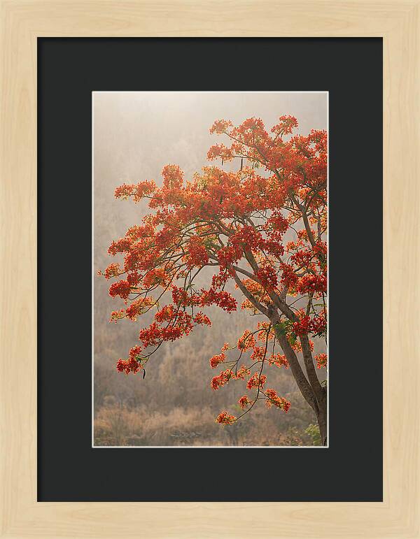 Flame Tree In Scarlet Bloom