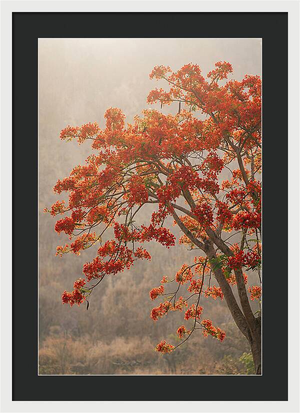 Flame Tree In Scarlet Bloom