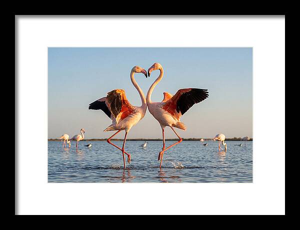 Flamingo Pair Dancing