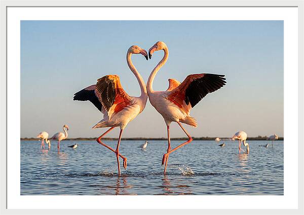 Flamingo Pair Dancing