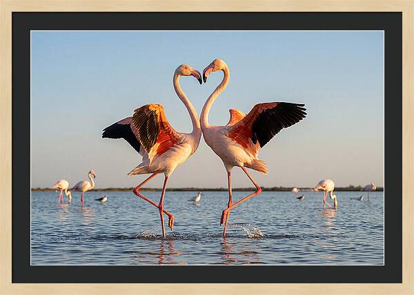 Flamingo Pair Dancing