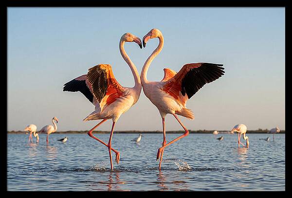 Flamingo Pair Dancing