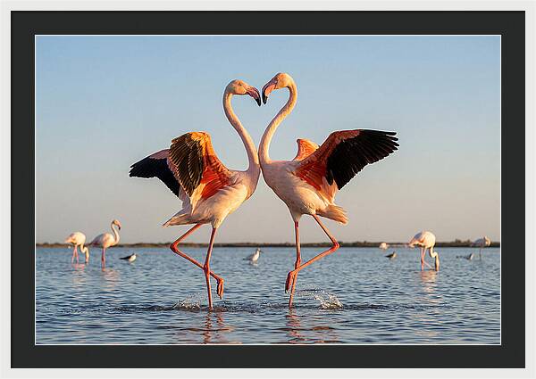 Flamingo Pair Dancing