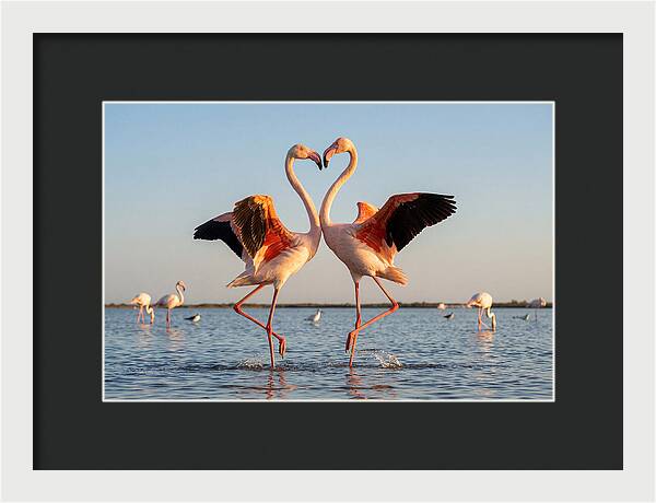 Flamingo Pair Dancing