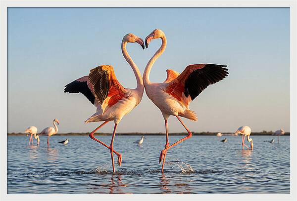 Flamingo Pair Dancing