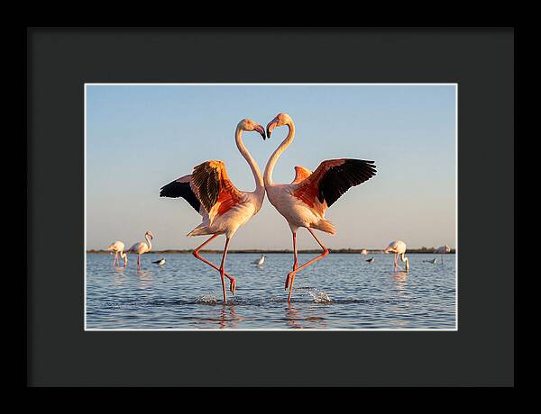 Flamingo Pair Dancing