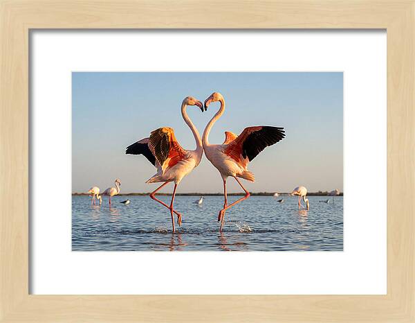Flamingo Pair Dancing