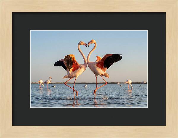 Flamingo Pair Dancing