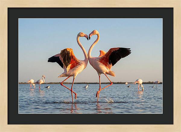 Flamingo Pair Dancing