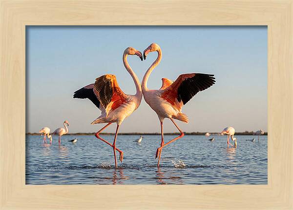 Flamingo Pair Dancing