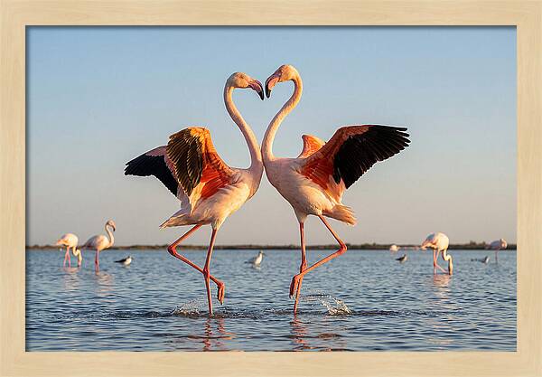 Flamingo Pair Dancing