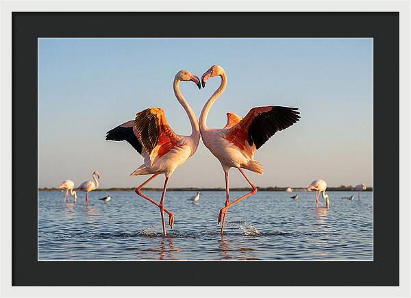 Flamingo Pair Dancing