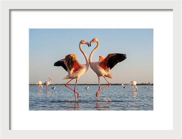 Flamingo Pair Dancing