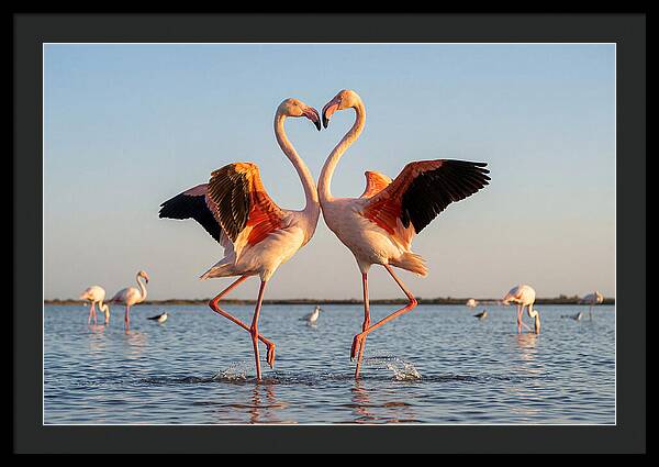 Flamingo Pair Dancing