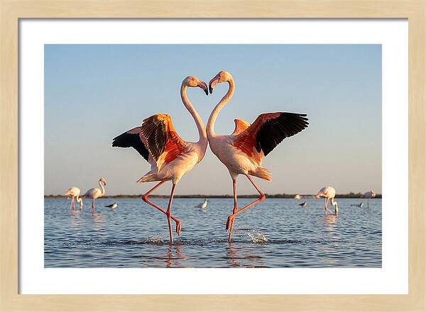 Flamingo Pair Dancing