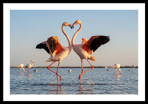 Flamingo Pair Dancing