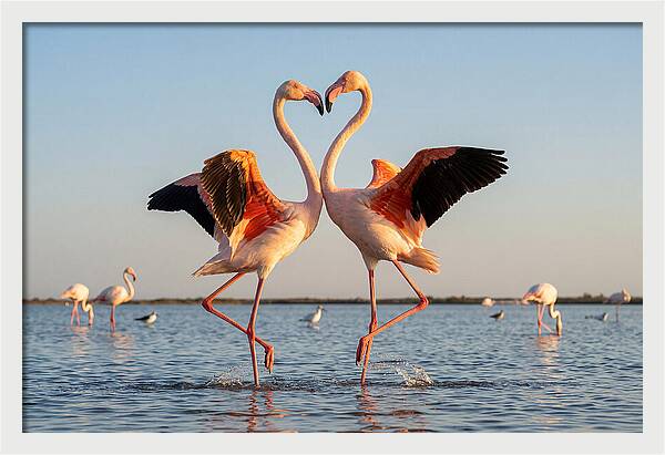 Flamingo Pair Dancing