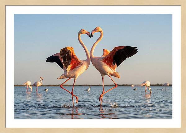 Flamingo Pair Dancing