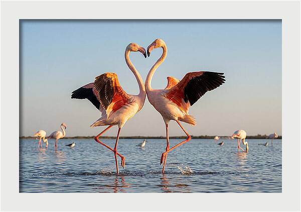 Flamingo Pair Dancing