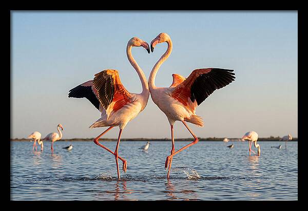 Flamingo Pair Dancing