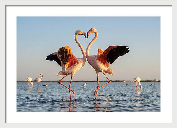 Flamingo Pair Dancing