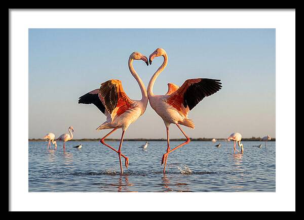 Flamingo Pair Dancing