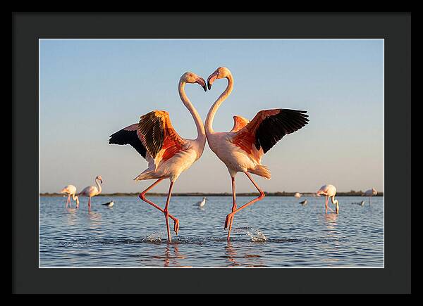 Flamingo Pair Dancing