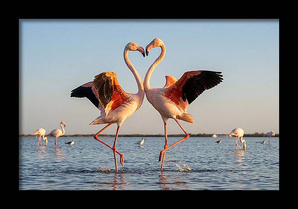Flamingo Pair Dancing
