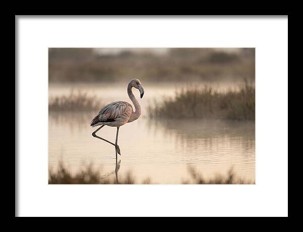 Flamingo Standing Gracefully