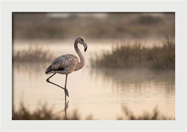 Flamingo Standing Gracefully