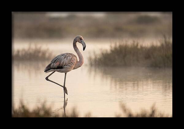 Flamingo Standing Gracefully