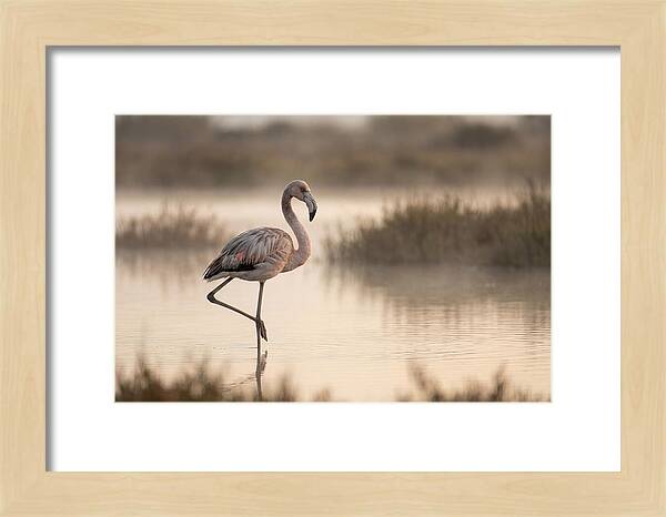 Flamingo Standing Gracefully