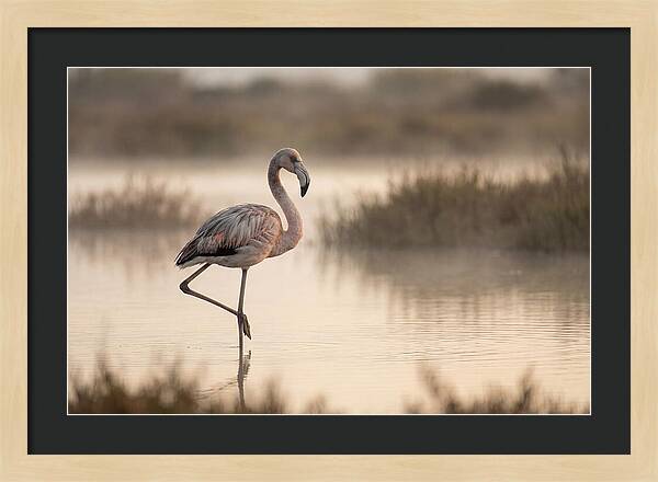 Flamingo Standing Gracefully