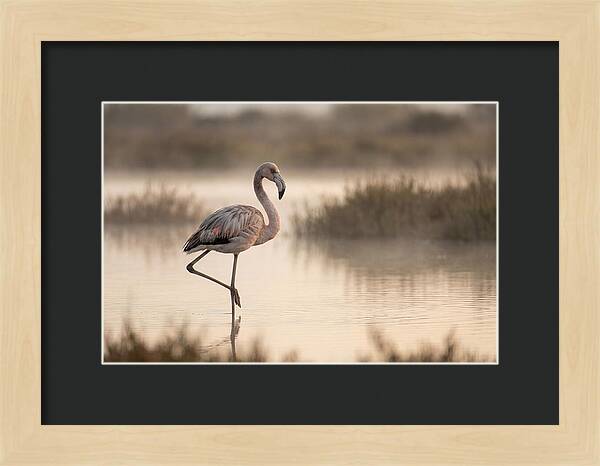 Flamingo Standing Gracefully