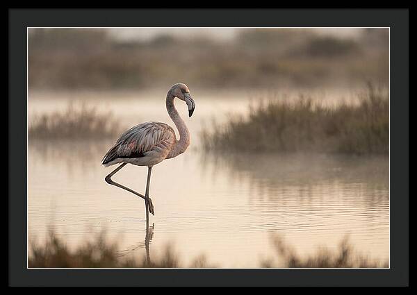 Flamingo Standing Gracefully