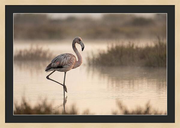 Flamingo Standing Gracefully