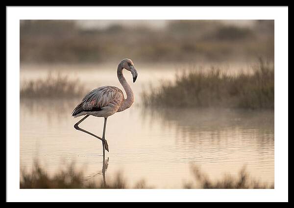 Flamingo Standing Gracefully
