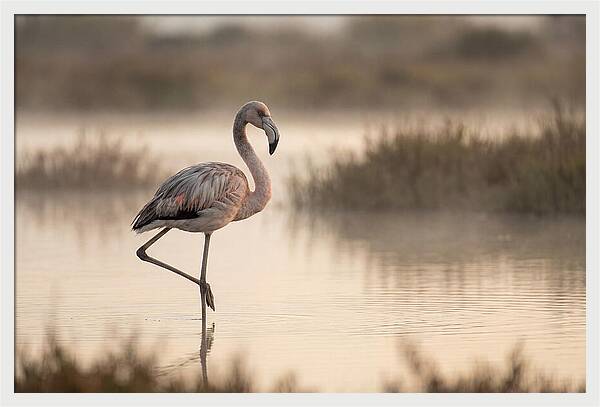 Flamingo Standing Gracefully