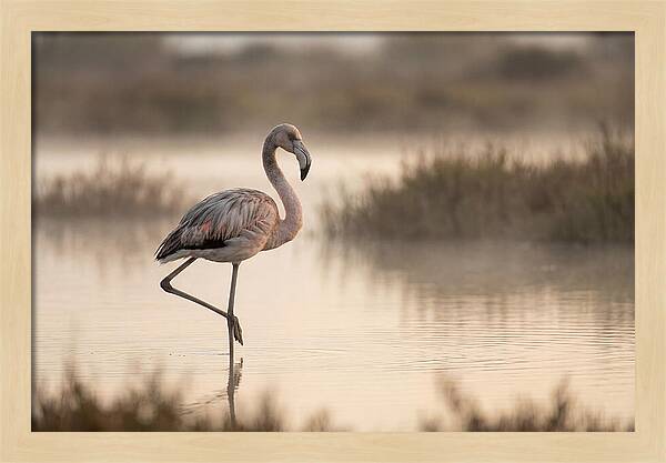 Flamingo Standing Gracefully