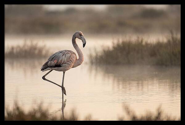 Flamingo Standing Gracefully