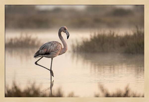 Flamingo Standing Gracefully