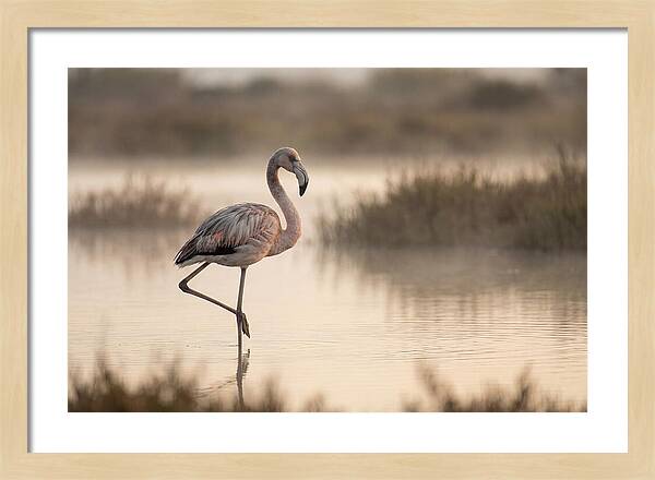 Flamingo Standing Gracefully