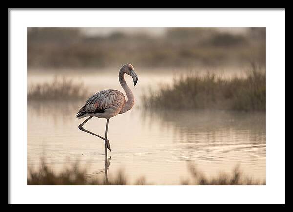 Flamingo Standing Gracefully