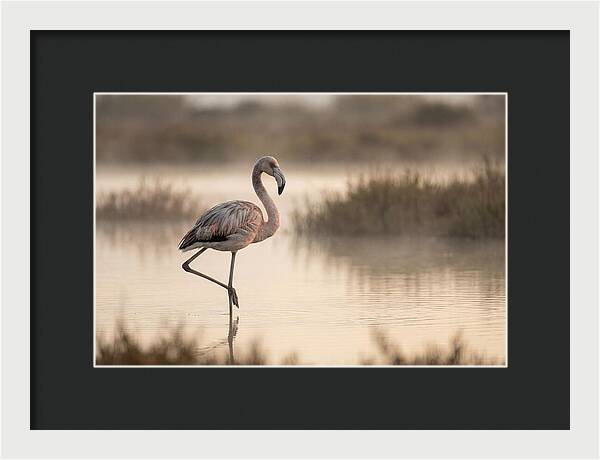 Flamingo Standing Gracefully