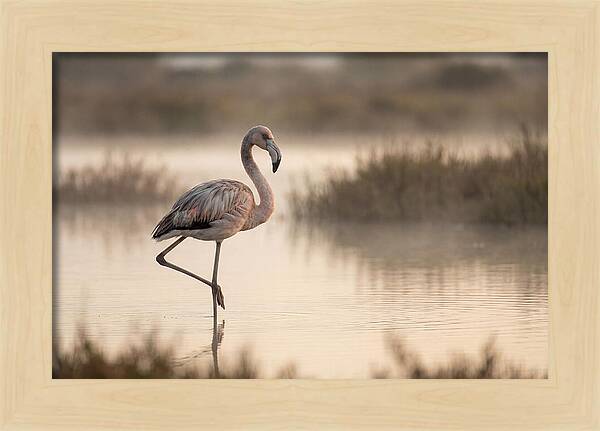 Flamingo Standing Gracefully