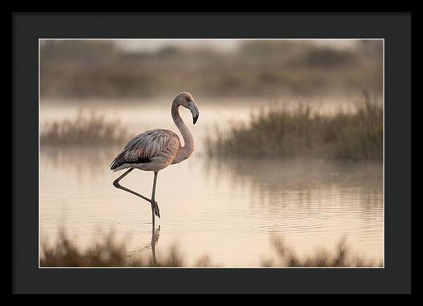 Flamingo Standing Gracefully