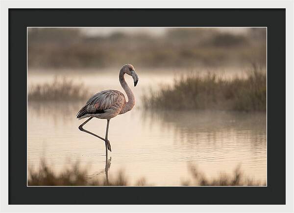 Flamingo Standing Gracefully