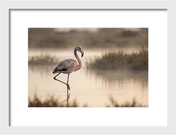 Flamingo Standing Gracefully