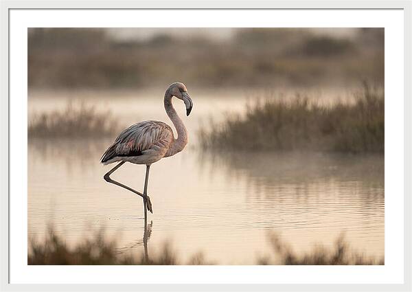 Flamingo Standing Gracefully